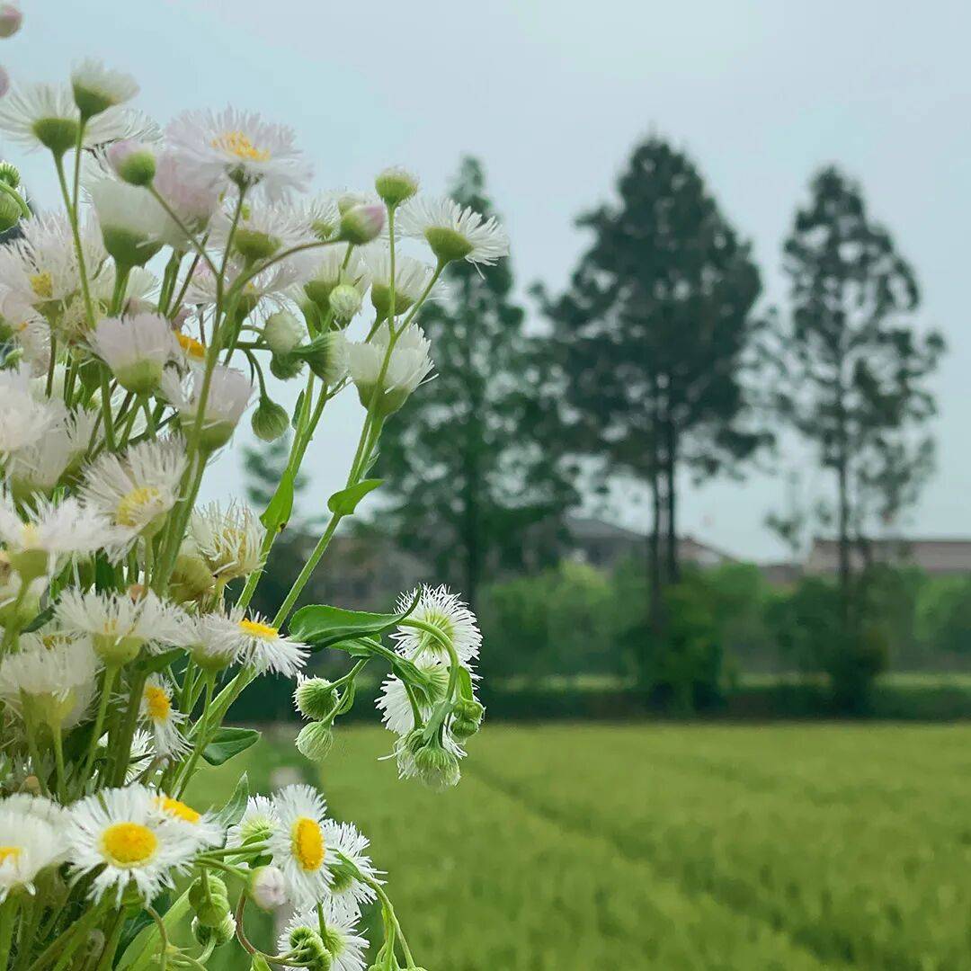 三产融合视角下的现代农业产业园规划设计路径研究